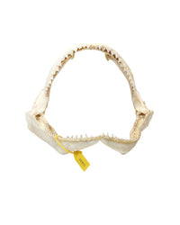 real tiger shark jaw