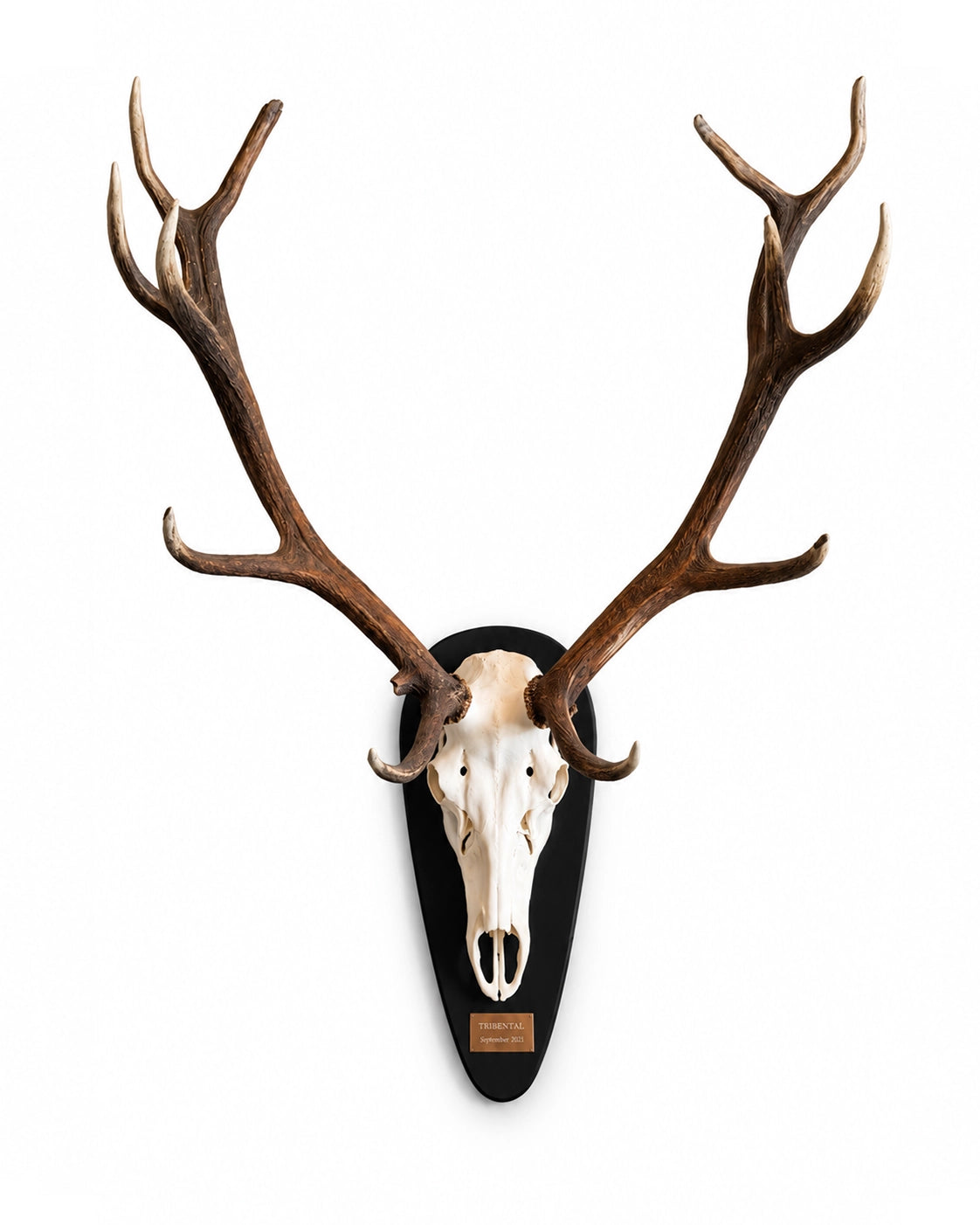 Modernes Hirsch-Trophäenschild aus Eichenholz mit Platz für ein Gravurschild