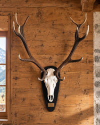 Trophäenbrett aus Eiche für Rothirschgeweih und Jagdtrophäen