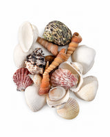 Verschiedene echte Muscheln und Schneckenhäuser in Weiss, Braun und Orange auf weissem Hintergrund.