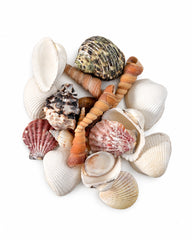 Verschiedene echte Muscheln und Schneckenhäuser in Weiss, Braun und Orange auf weissem Hintergrund.