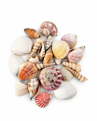 Loser Muschelmix mit gerippten Muschelschalen und spiralförmigen Schneckenhäusern auf weissem Hintergrund.