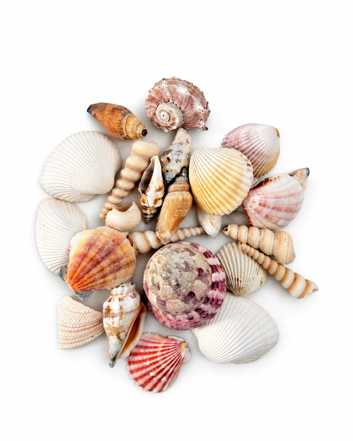 Loser Muschelmix mit gerippten Muschelschalen und spiralförmigen Schneckenhäusern auf weissem Hintergrund.