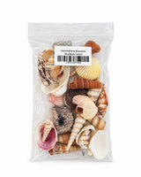 Echte Muscheln