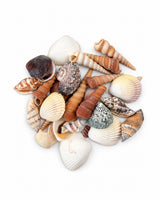 Echte Muscheln