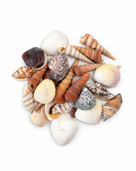 Echte Muscheln