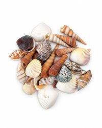 Echte Muscheln
