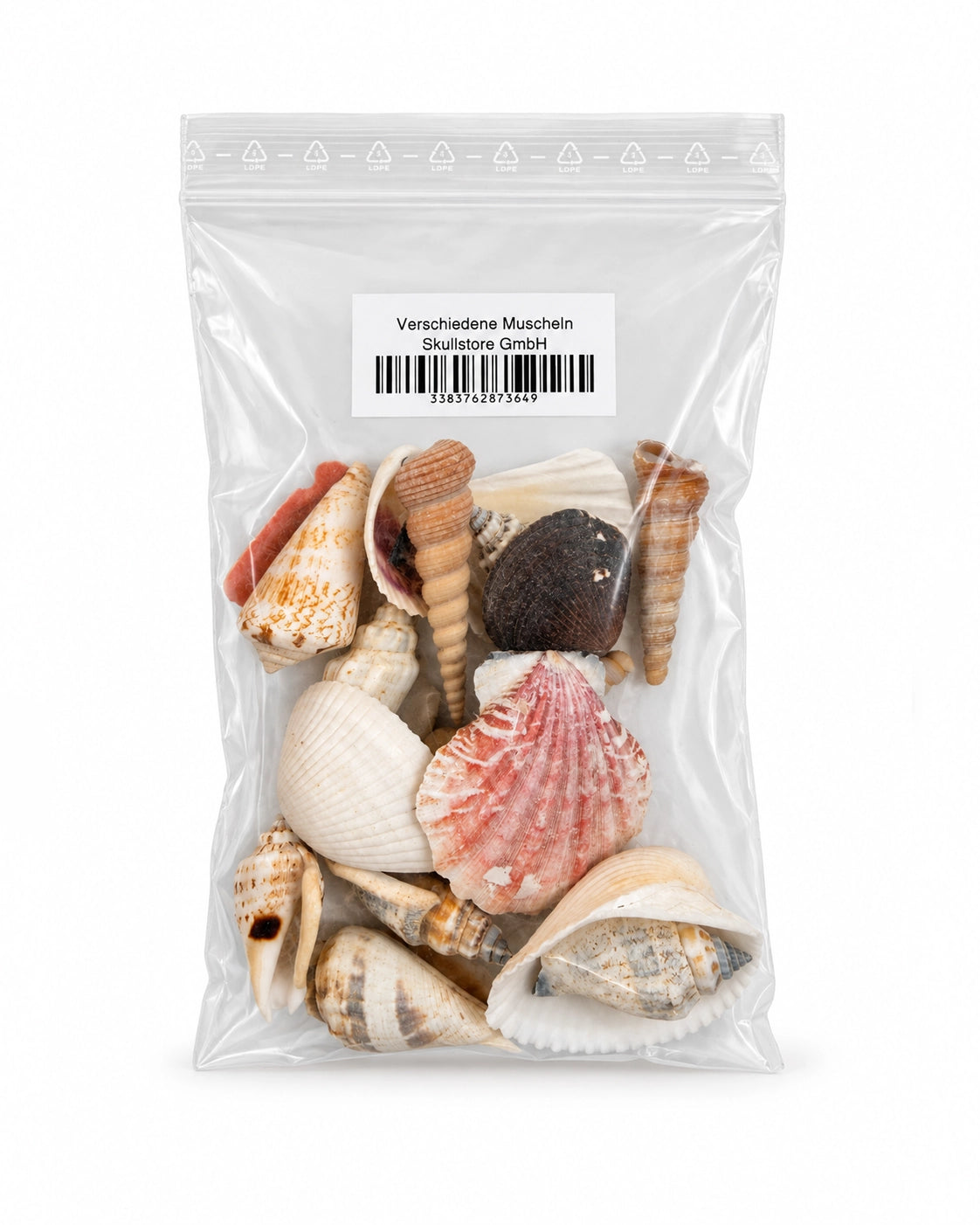 Echte Muscheln