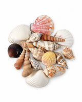 Echte Muscheln