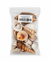 Echte Muscheln