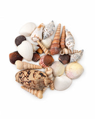 Echte Muscheln