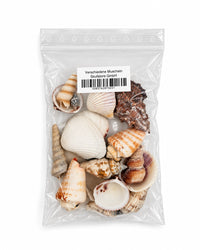 Echte Muscheln