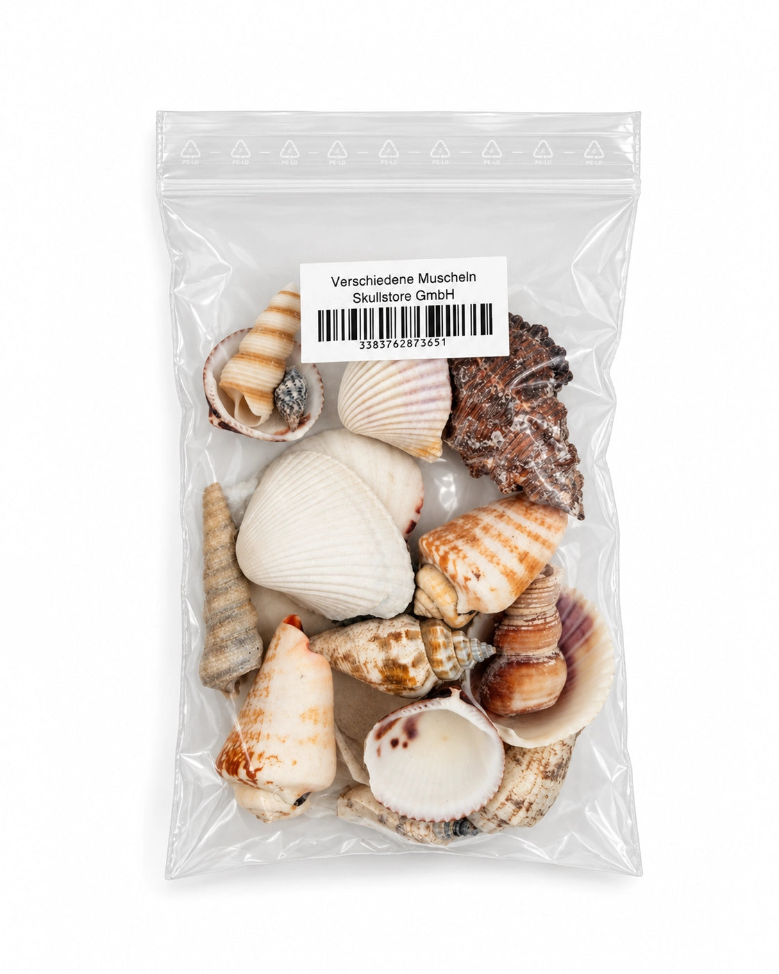 Echte Muscheln
