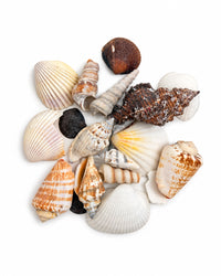 Echte Muscheln