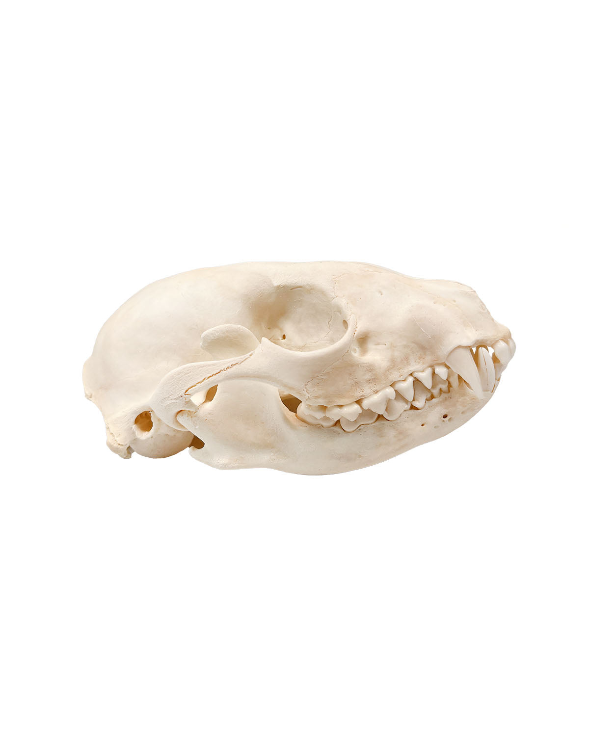 Real raccoon skull (young animal)