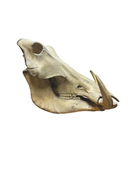 Echter Warzenschwein Schädel