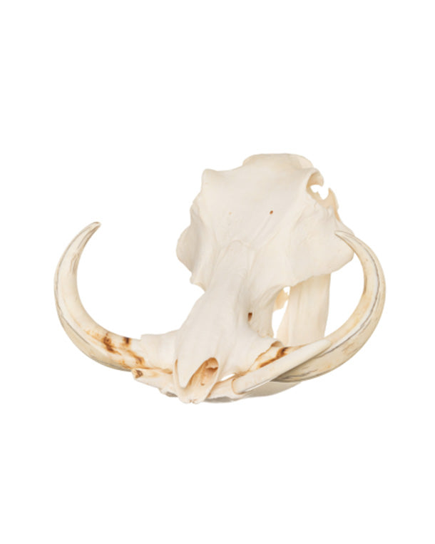 Real Warthog Skull