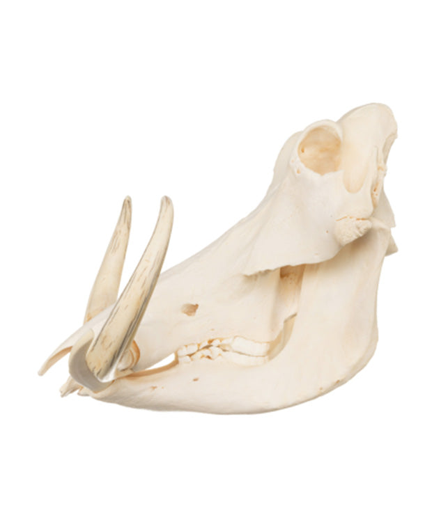 Real Warthog Skull