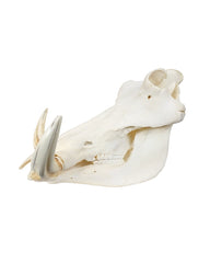 Real Warthog Skull