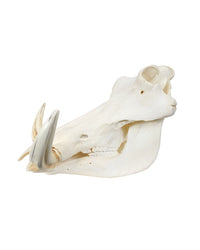 Real Warthog Skull