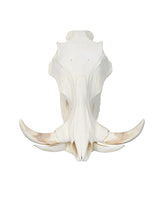 Echter Phacochoerus africanus Warzenschwein-Schädel – professionell präpariert, mit massiven Hauern und detailreicher Struktur. Hochwertigen Warzenschwein-Schädel bei SwissSkulls kaufen.