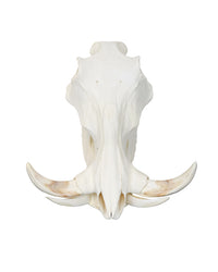 Echter Phacochoerus africanus Warzenschwein-Schädel – professionell präpariert, mit massiven Hauern und detailreicher Struktur. Hochwertigen Warzenschwein-Schädel bei SwissSkulls kaufen.
