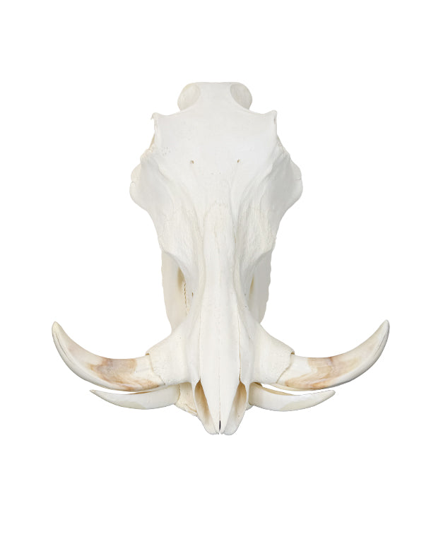 Echter Phacochoerus africanus Warzenschwein-Schädel – professionell präpariert, mit massiven Hauern und detailreicher Struktur. Hochwertigen Warzenschwein-Schädel bei SwissSkulls kaufen.