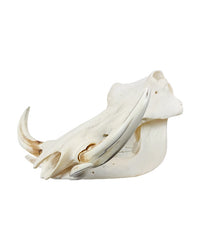Real Warthog Skull