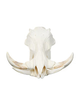 Echter Phacochoerus africanus Warzenschwein-Schädel – professionell präpariert, mit massiven Hauern und detailreicher Struktur. Hochwertigen Warzenschwein-Schädel bei SwissSkulls kaufen.