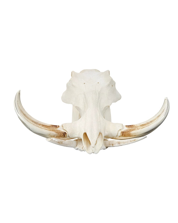 Real Warthog Skull