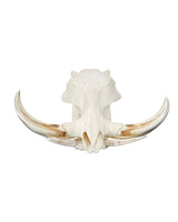 Real Warthog Skull