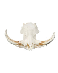 Real Warthog Skull