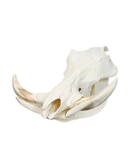 Echter Phacochoerus africanus Warzenschwein-Schädel – professionell präpariert, mit massiven Hauern und detailreicher Struktur. Hochwertigen Warzenschwein-Schädel bei SwissSkulls kaufen.