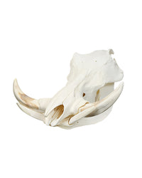 Echter Phacochoerus africanus Warzenschwein-Schädel – professionell präpariert, mit massiven Hauern und detailreicher Struktur. Hochwertigen Warzenschwein-Schädel bei SwissSkulls kaufen.