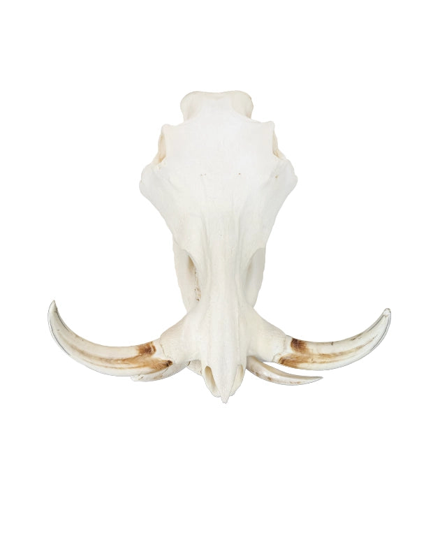 Real Warthog Skull