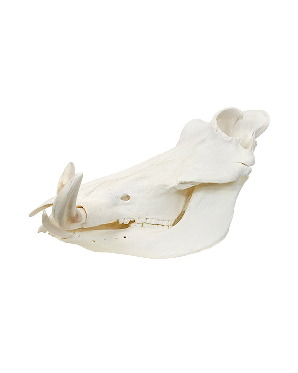 Echter Phacochoerus africanus Warzenschwein-Schädel – professionell präpariert, mit massiven Hauern und detailreicher Struktur. Hochwertigen Warzenschwein-Schädel bei SwissSkulls kaufen.