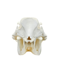 Echter Phacochoerus africanus Warzenschwein-Schädel – professionell präpariert, mit massiven Hauern und detailreicher Struktur. Hochwertigen Warzenschwein-Schädel bei SwissSkulls kaufen.