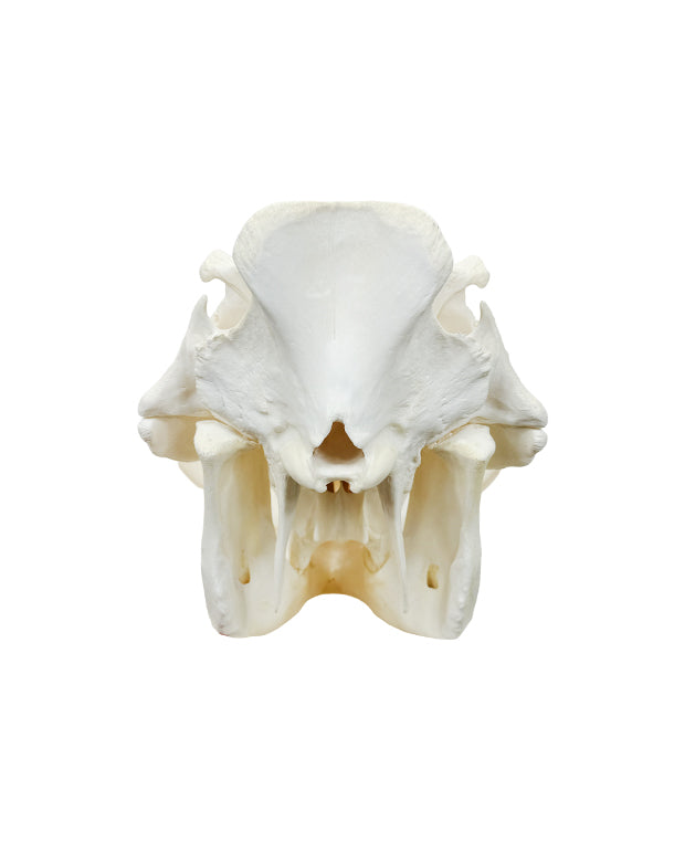 Echter Phacochoerus africanus Warzenschwein-Schädel – professionell präpariert, mit massiven Hauern und detailreicher Struktur. Hochwertigen Warzenschwein-Schädel bei SwissSkulls kaufen.