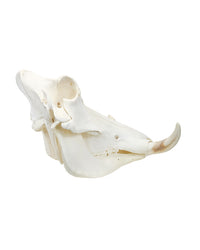 Echter Phacochoerus africanus Warzenschwein-Schädel – professionell präpariert, mit massiven Hauern und detailreicher Struktur. Hochwertigen Warzenschwein-Schädel bei SwissSkulls kaufen.