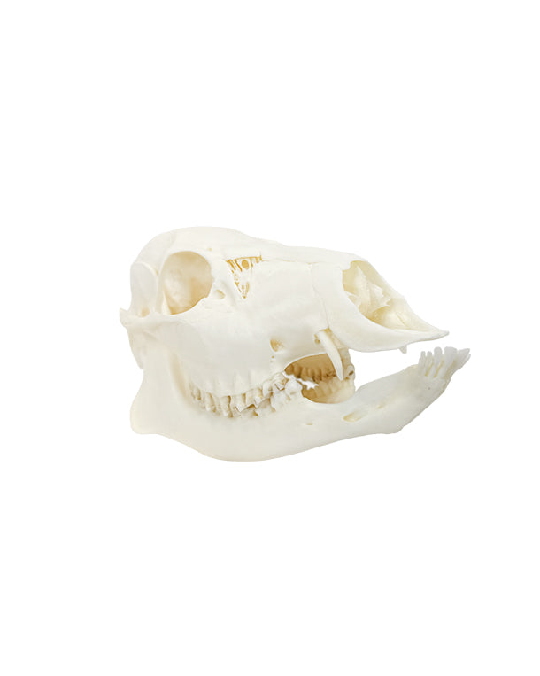 Genuine Water Deer Skull
