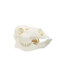 Genuine Water Deer Skull