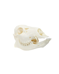 Genuine Water Deer Skull