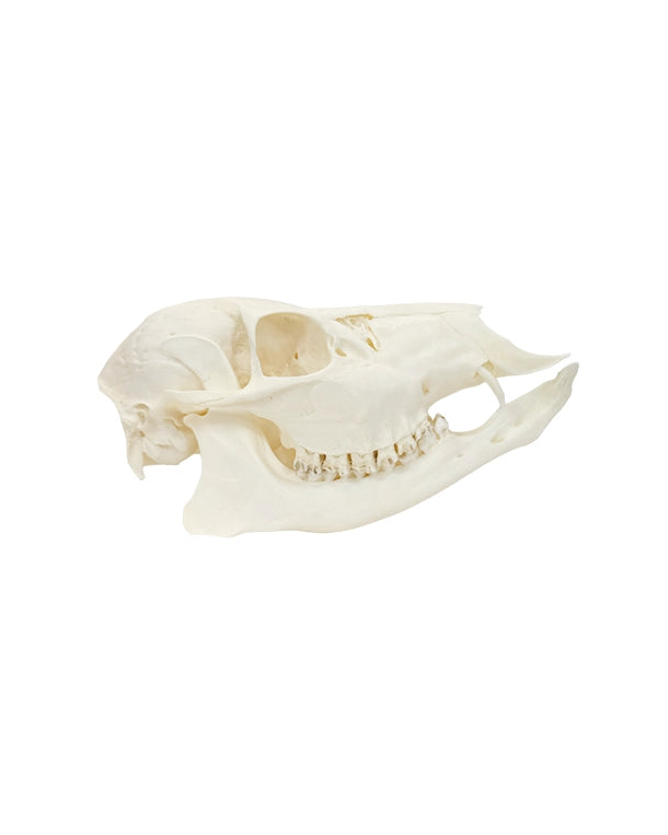 Crâne de cerf d'eau authentique 