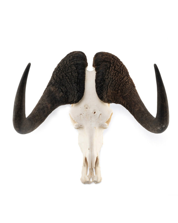 Real White-tailed Wildebeest Skull 