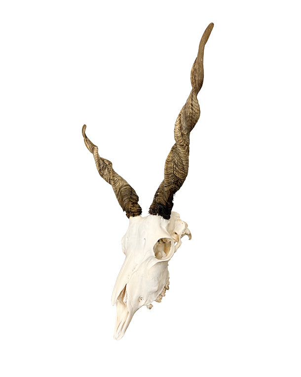 Real Racka Sheep Skull