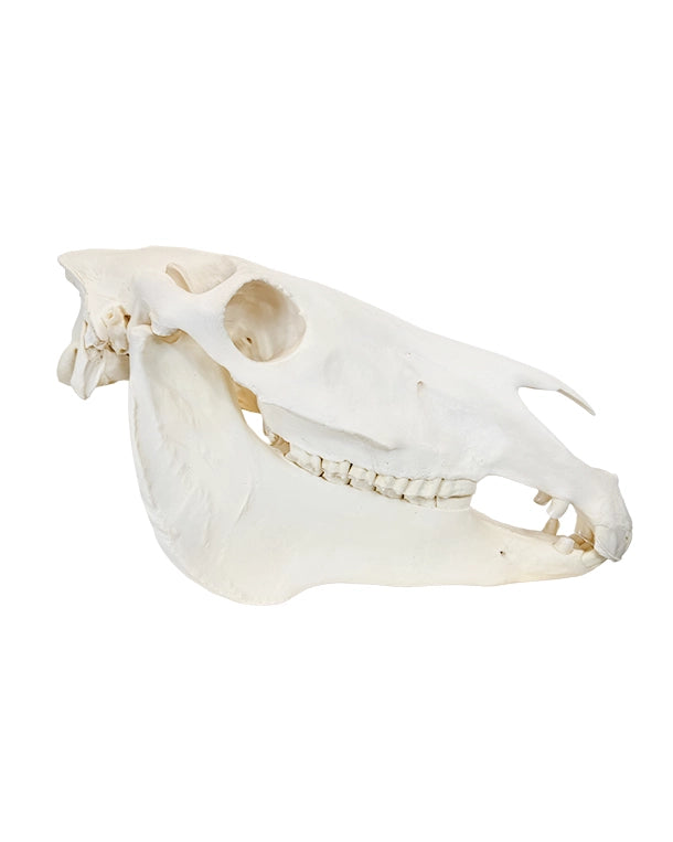 Echte Zebra-Schädel aus Südafrika – professionell präpariert und detailreich. Jetzt hochwertige Steppenzebra-Schädel bei SwissSkulls kaufen, dem Online-Shop für authentische Tierschädel.