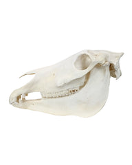 Echter Zebra Schädel