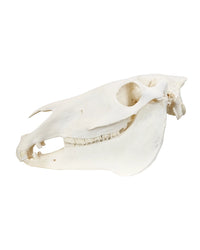 Echte Zebra-Schädel aus Südafrika – professionell präpariert und detailreich. Jetzt hochwertige Steppenzebra-Schädel bei SwissSkulls kaufen, dem Online-Shop für authentische Tierschädel.