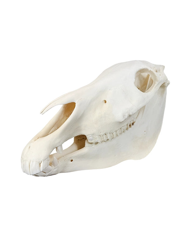 Echte Zebra-Schädel aus Südafrika – professionell präpariert und detailreich. Jetzt hochwertige Steppenzebra-Schädel bei SwissSkulls kaufen, dem Online-Shop für authentische Tierschädel.