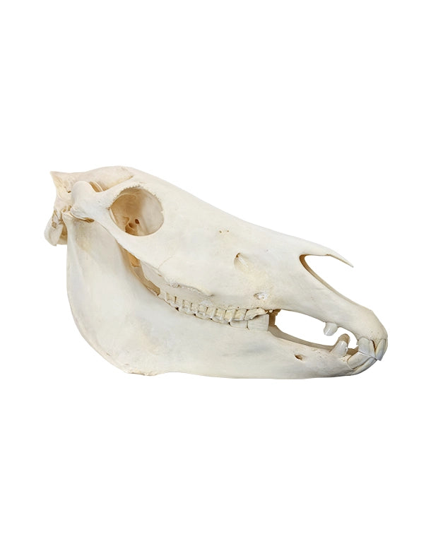 Echte Zebra-Schädel aus Südafrika – professionell präpariert und detailreich. Jetzt hochwertige Steppenzebra-Schädel bei SwissSkulls kaufen, dem Online-Shop für authentische Tierschädel.